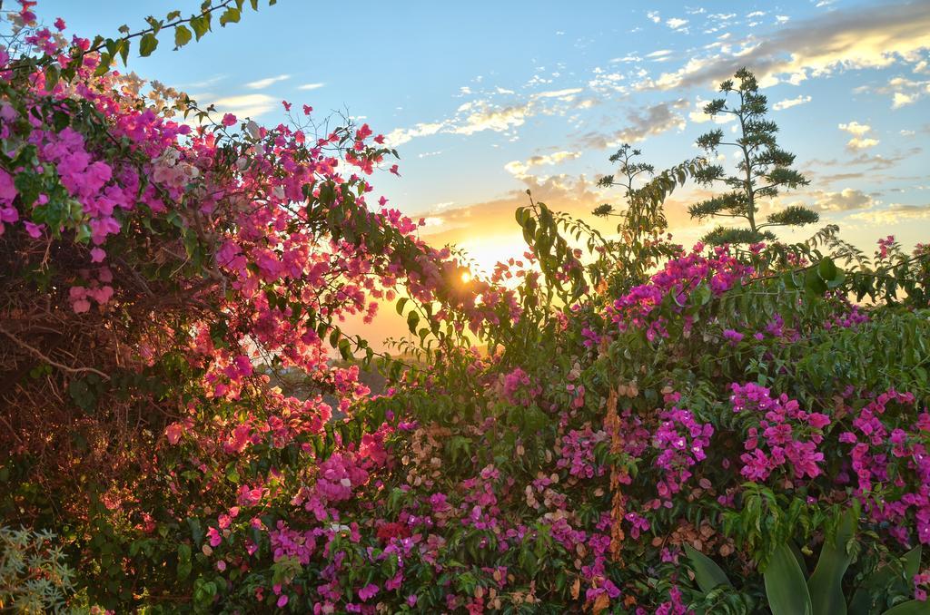 Guía de Isora Finca La Tosca מראה חיצוני תמונה